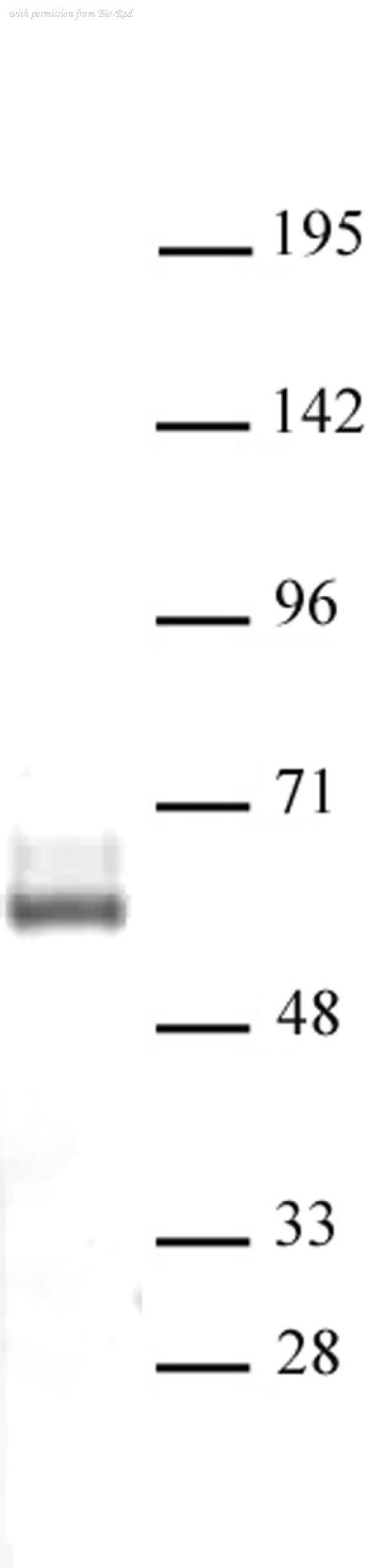 Bio-Rad AHP3083 image 1