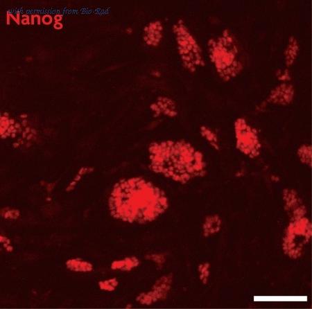 Bio-Rad AHP3085 image 1