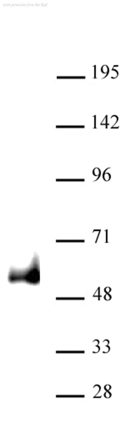 Bio-Rad AHP3092 image 1