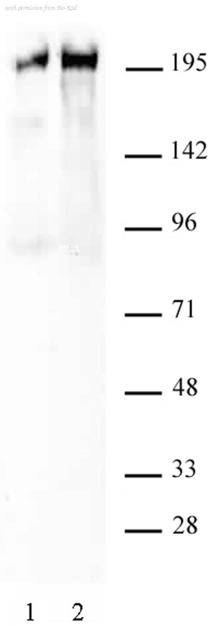 Bio-Rad AHP3099 image 1