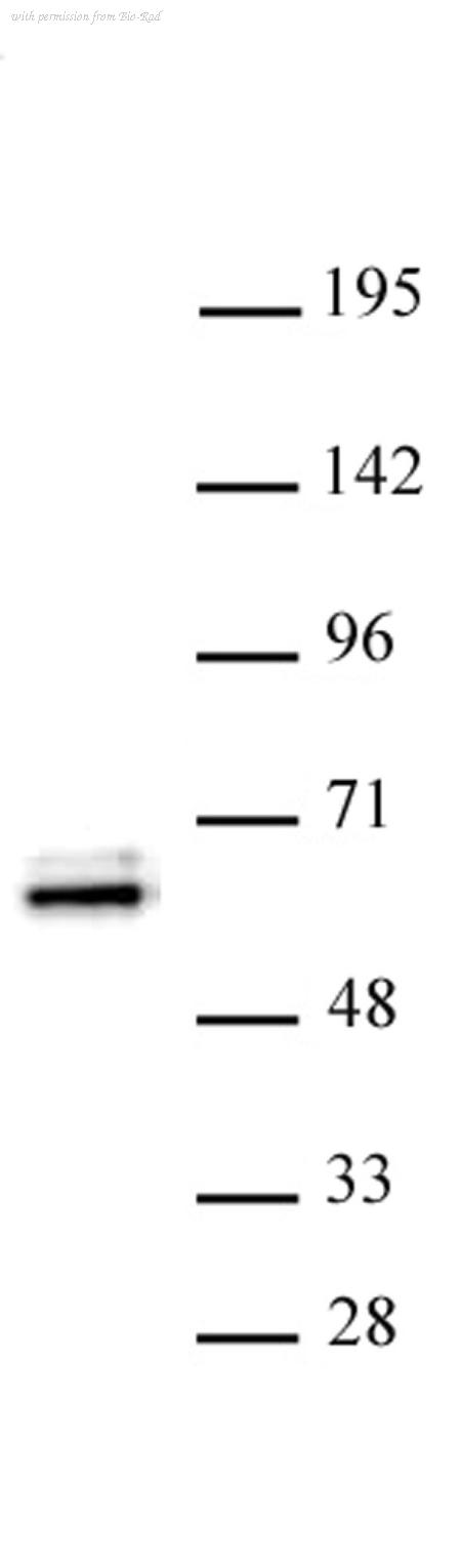 Bio-Rad AHP3110 image 1