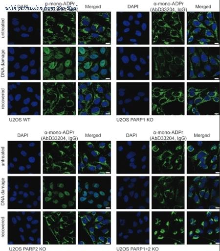 Bio-Rad HCA354 image 1