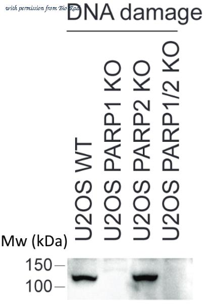 Bio-Rad HCA356 image 1