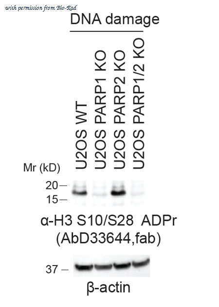Bio-Rad HCA357 image 1