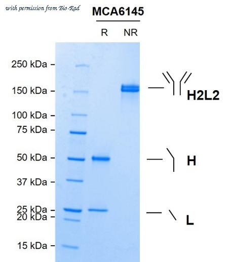 Bio-Rad MCA6145 image 1