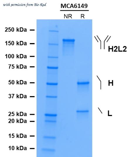 Bio-Rad MCA6149 image 1