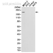 Bio-Rad MCA6298 image 1