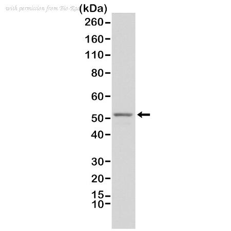 Bio-Rad MCA6305 image 1