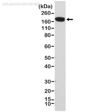 Bio-Rad MCA6323 image 1