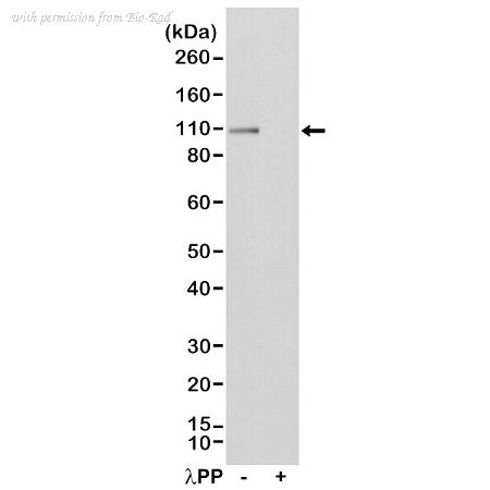 Bio-Rad MCA6324 image 1