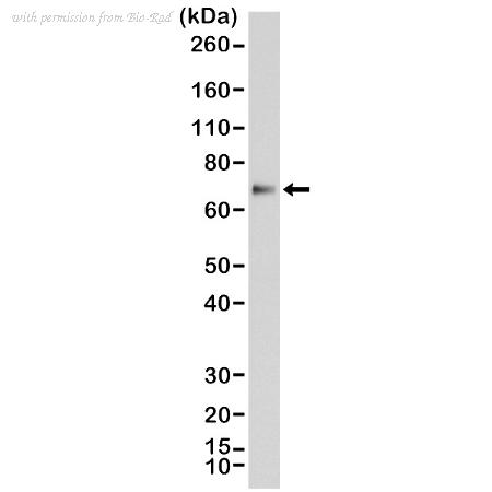 Bio-Rad MCA6332 image 1