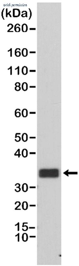 Bio-Rad MCA6340 image 1
