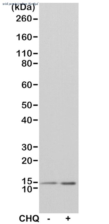 Bio-Rad MCA6341 image 1