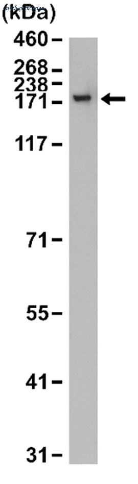 Bio-Rad MCA6360 image 1