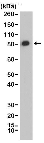 Bio-Rad MCA6361 image 1