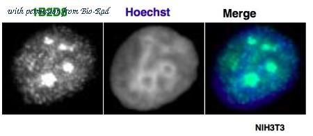 Bio-Rad MCA6375 image 1