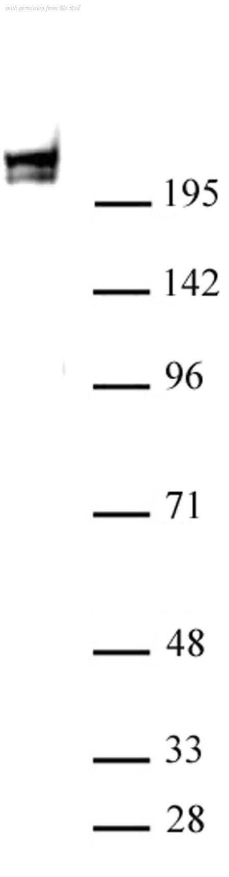 Bio-Rad MCA6377 image 1