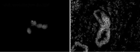 Bio-Rad MCA6383 image 1