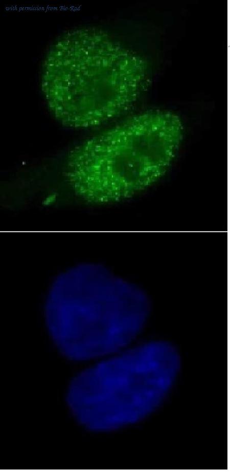 Bio-Rad MCA6384 image 1
