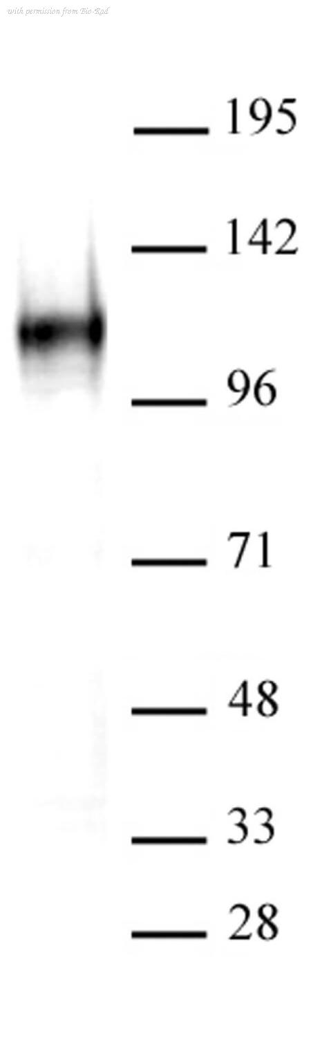 Bio-Rad MCA6389 image 1