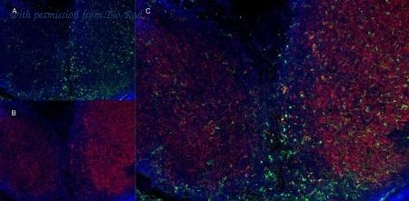 Bio-Rad MCA74AMO image 1
