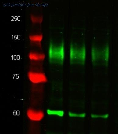 Bio-Rad STAR71D650 image 1