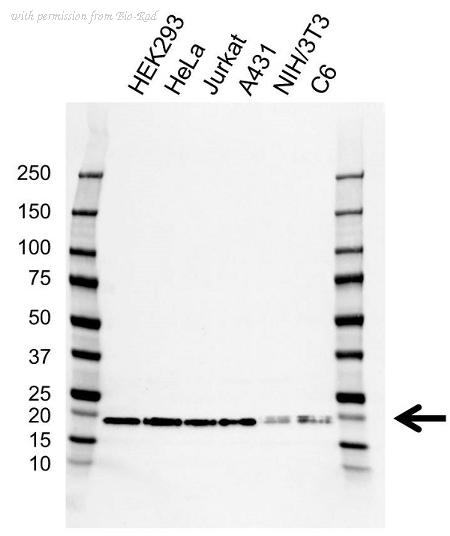 Bio-Rad VMA00790 image 1