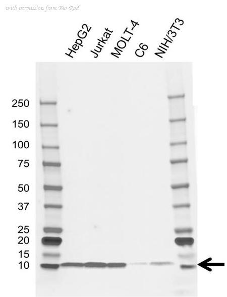 Bio-Rad VMA00805 image 1