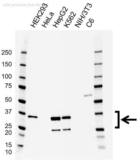 Bio-Rad VMA00864 image 1