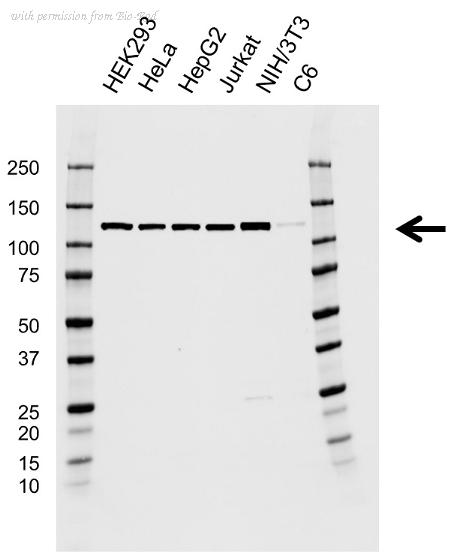 Bio-Rad VMA00890 image 1