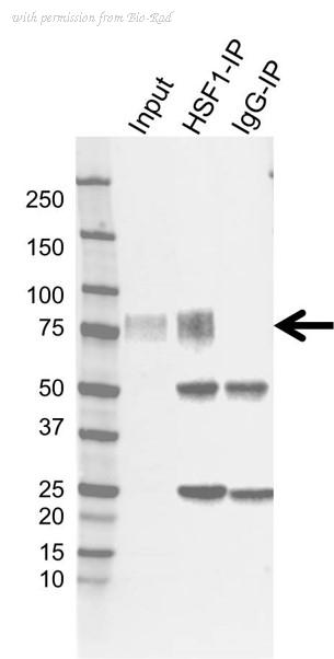 Bio-Rad VMA00893 image 1