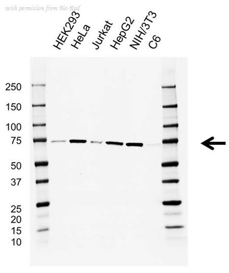 Bio-Rad VMA00933 image 1