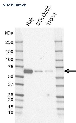 Bio-Rad VMA00972 image 1
