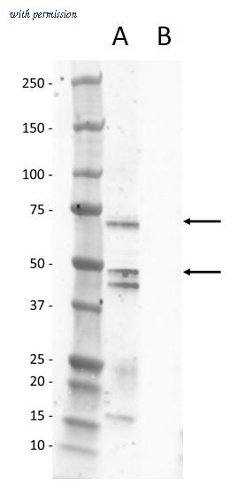 Bio-Rad AHP3115 image 1