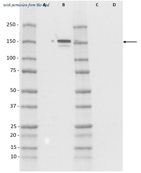 Bio-Rad HCA338 image 1