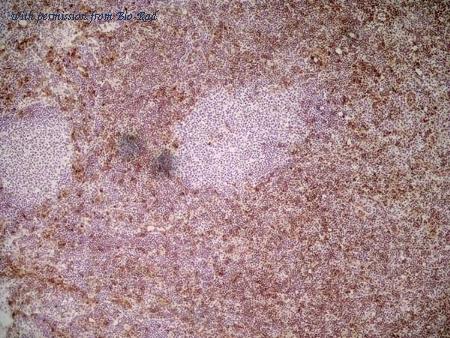 Bio-Rad MCA2389SBB615 image 1
