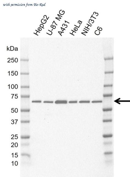 Bio-Rad MCA6403 image 1