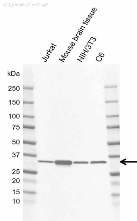 Bio-Rad MCA6408GA image 1