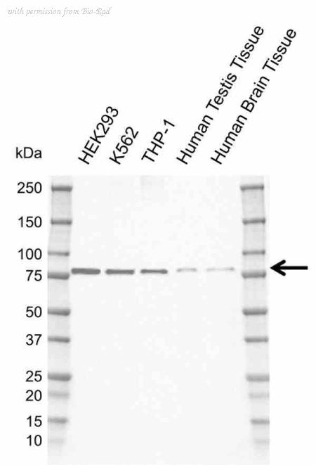 Bio-Rad MCA6410GA image 1