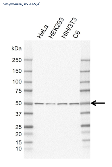 Bio-Rad MCA6416GA image 1
