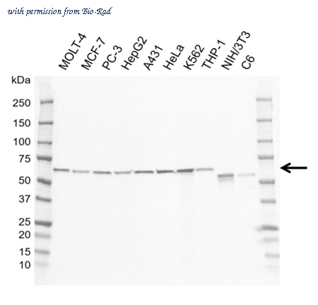 Bio-Rad MCA6417GA image 1