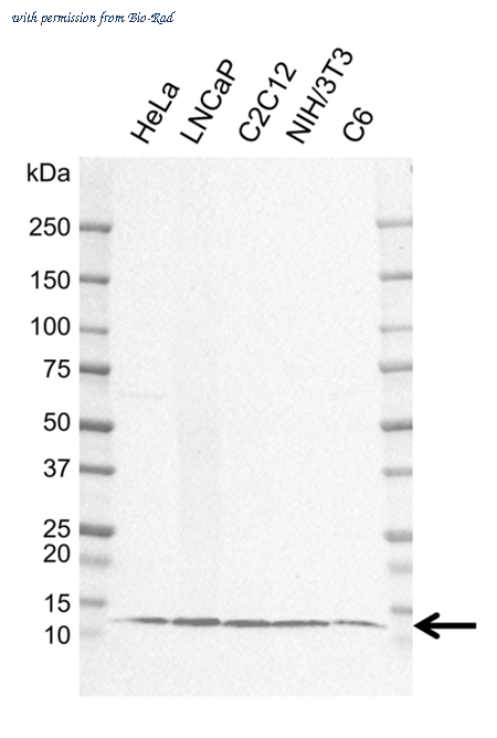 Bio-Rad MCA6420GA image 1