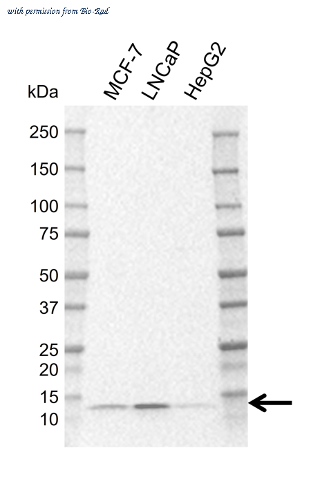 Bio-Rad MCA6423GA image 1