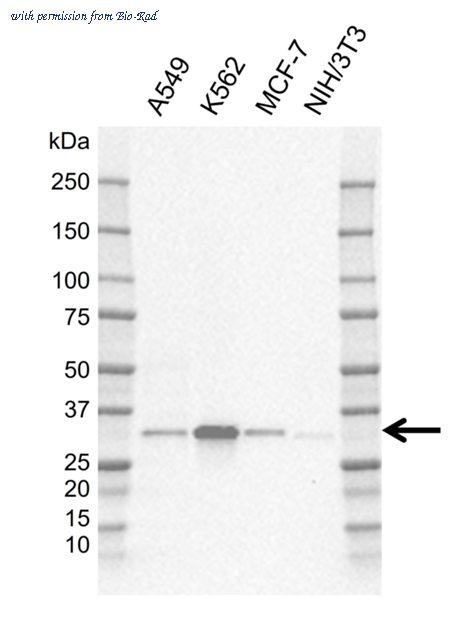 Bio-Rad MCA6424GA image 1