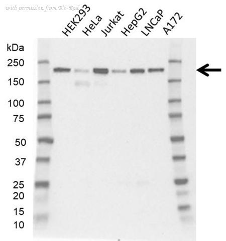 Bio-Rad VMA00875 image 1