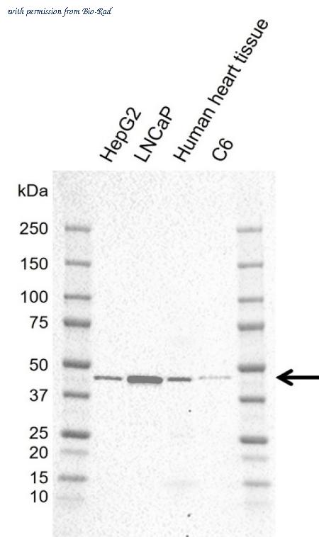 Bio-Rad VMA00988 image 1
