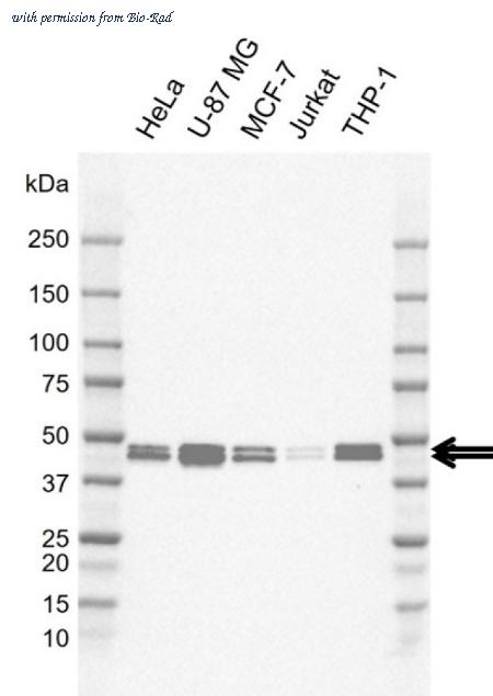 Bio-Rad VMA00989 image 1