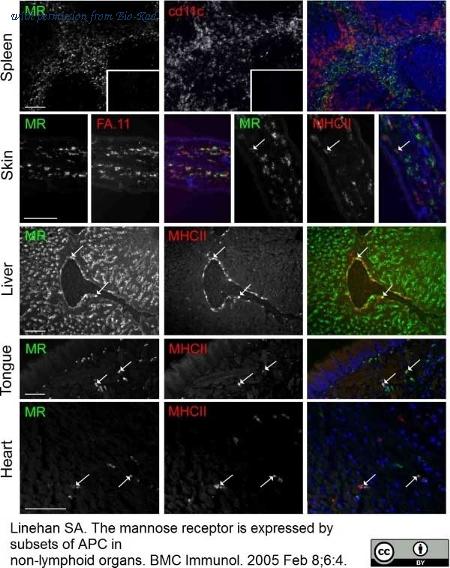 Bio-Rad MCA1369SBV570 image 1