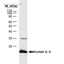 Bio-Rad MCA1525A488 image 1
