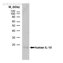 Bio-Rad MCA1531A647 image 1